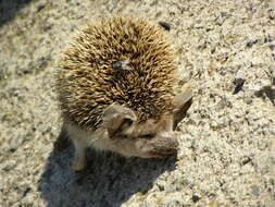 Image of Steppe Hedgehogs