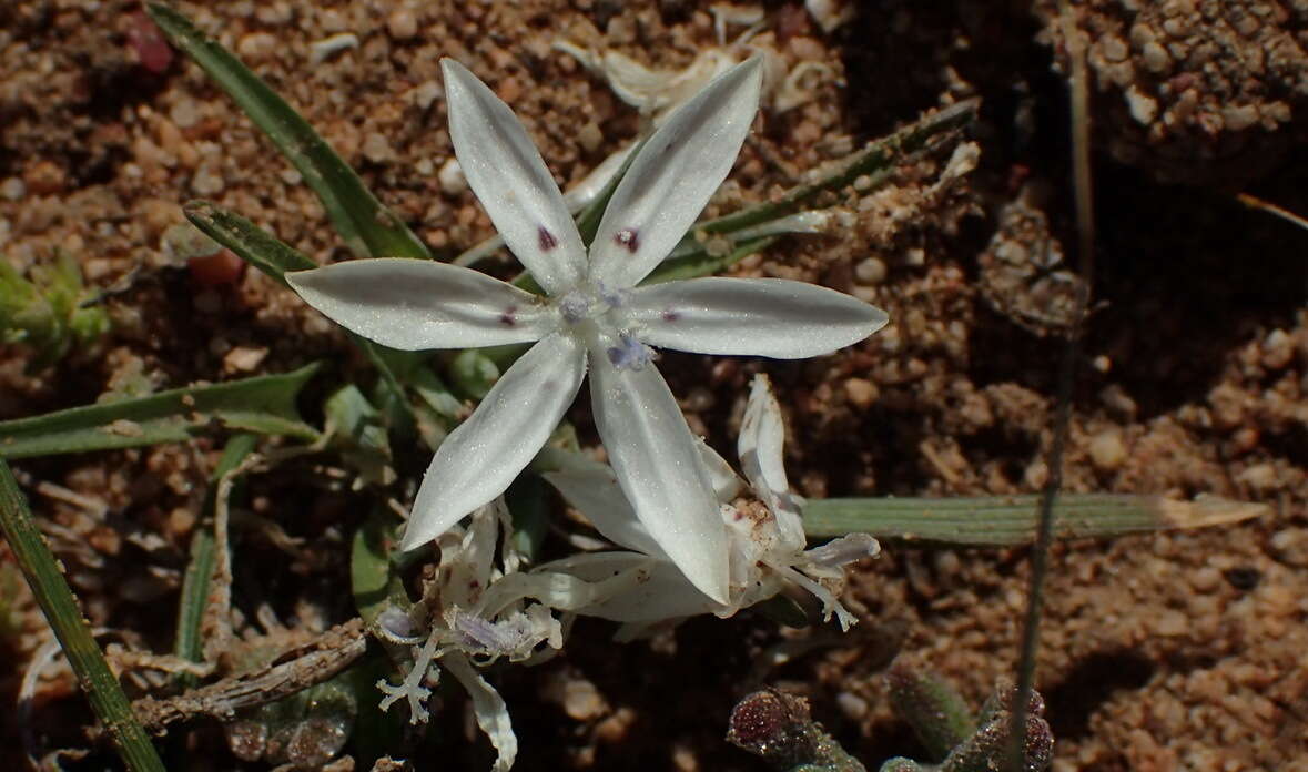 Image of Lapeirousia plicata (Jacq.) Diels