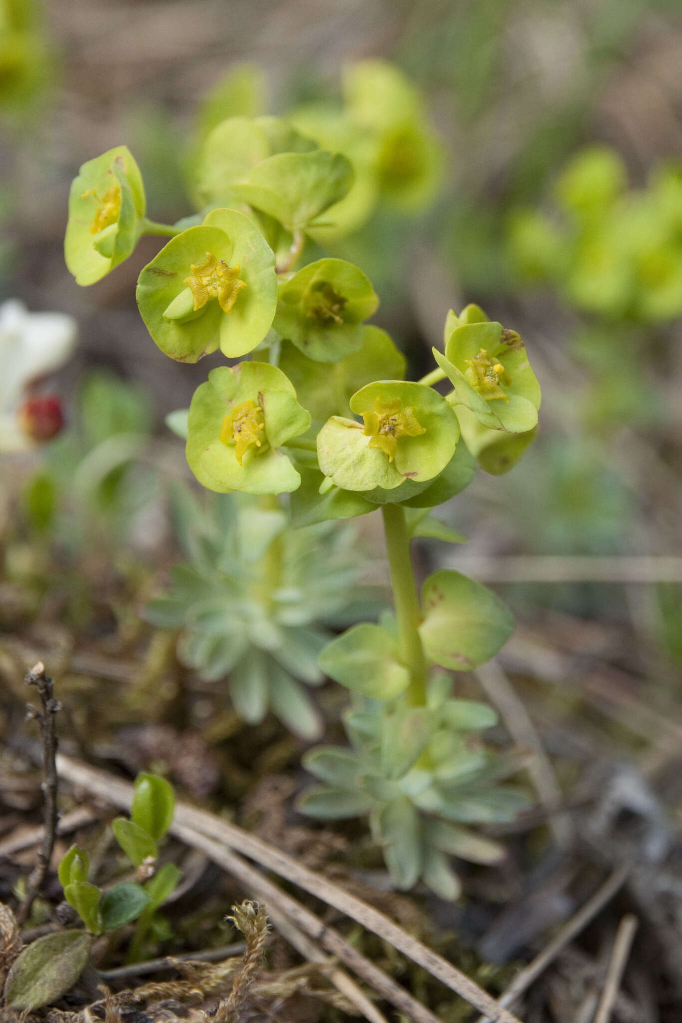 Sivun Euphorbia saxatilis Jacq. kuva