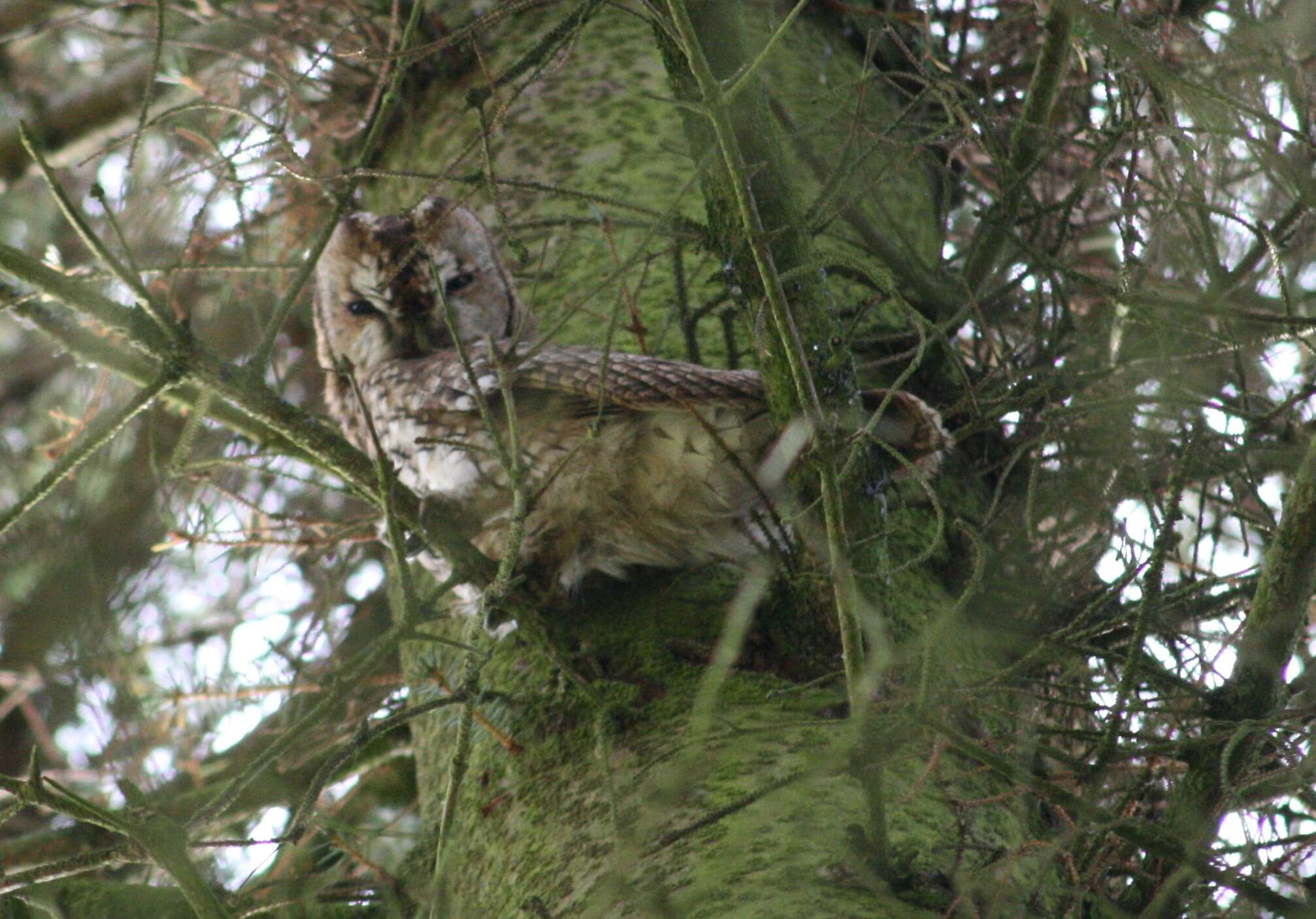 Image of Tawny Owl