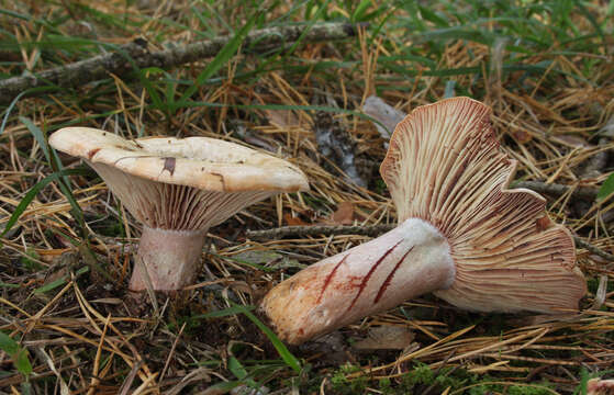 Lactarius sanguifluus (Paulet) Fr. 1838 resmi