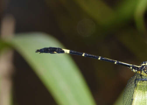 Imagem de Austrogomphus bifurcatus Tillyard 1909