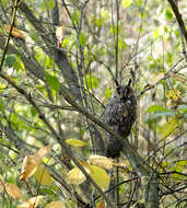 Image of Long-eared Owl