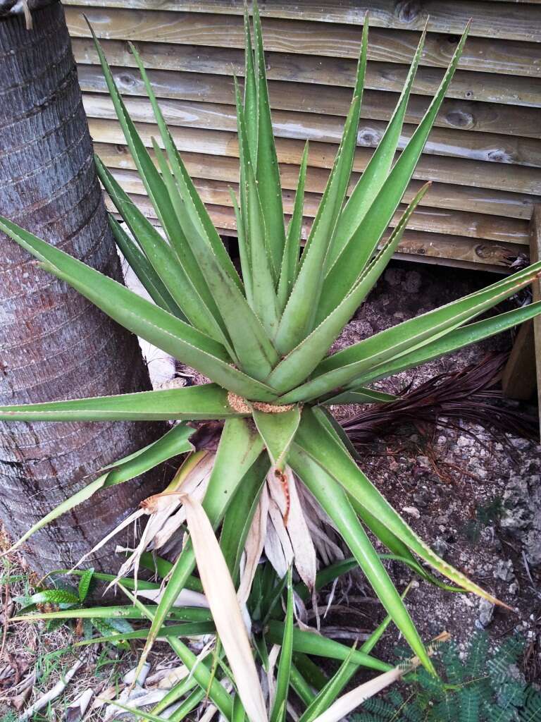 Aloe tormentorii (Marais) L. E. Newton & G. D. Rowley resmi