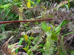 Image of Nepenthes benstonei C. Clarke