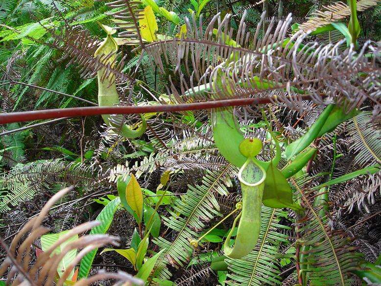 Слика од Nepenthes benstonei C. Clarke