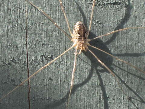 Image of Daddy longleg