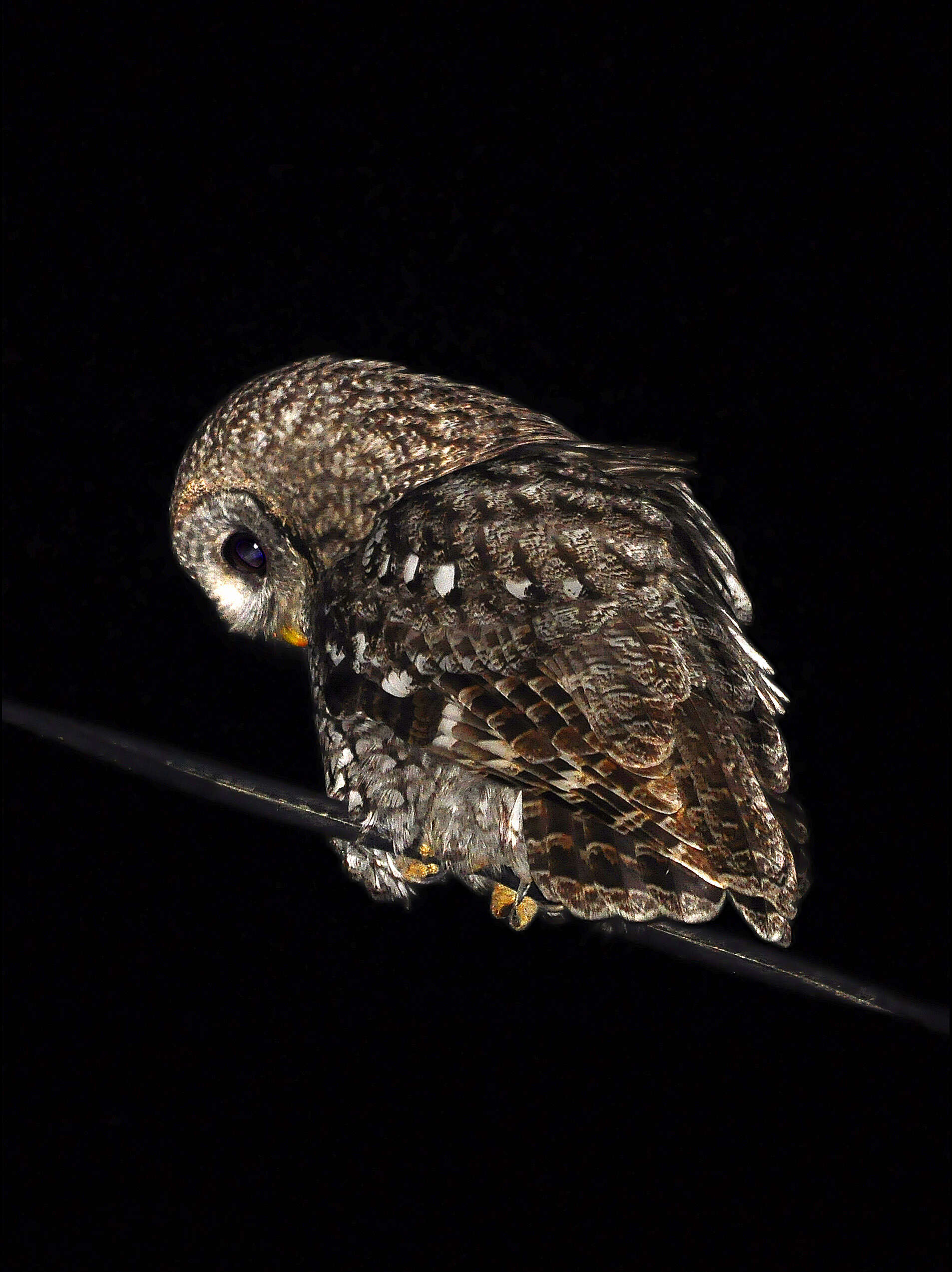 Image of Tawny Owl