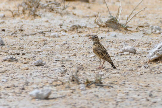 Image of Pink-billed Lark