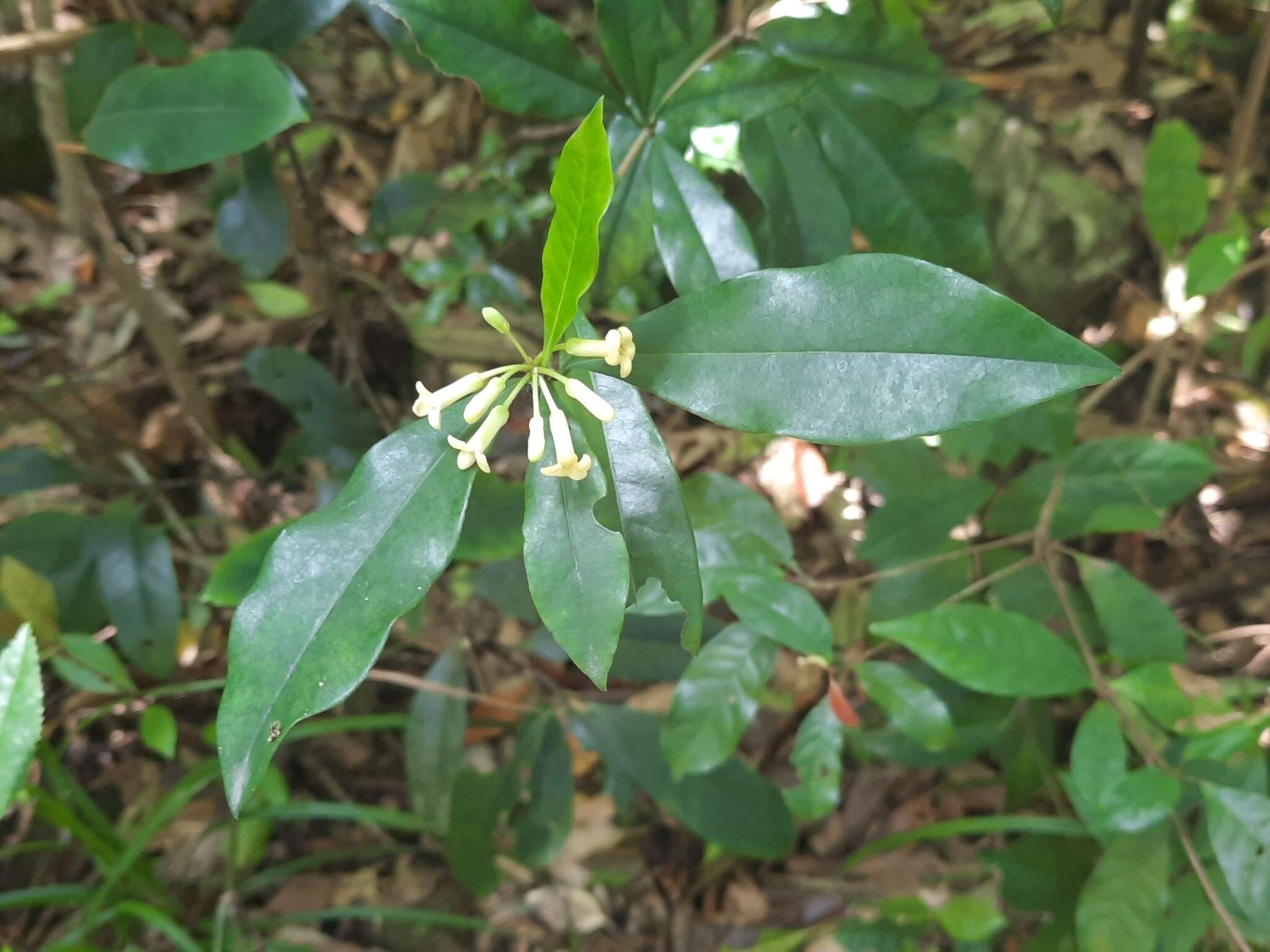 Image of Pittosporum glabratum Lindl.