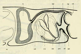 Image de Girardia tigrina (Girard 1850)