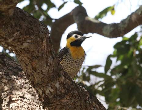 Image of Colaptes campestris campestris (Vieillot 1818)