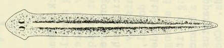 Image of Girardia tigrina (Girard 1850)