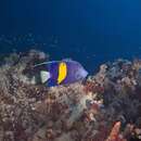 Image of Halfmoon Angelfish