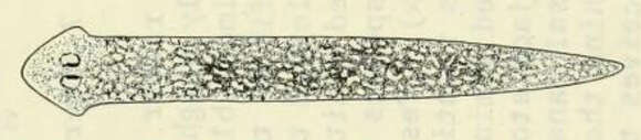 Image de Girardia tigrina (Girard 1850)