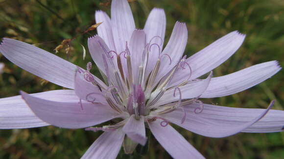 Image of Podospermum roseum (Waldst. & Kit.) Gemeinholzer & Greuter