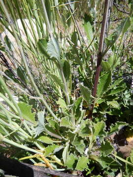 Salvia albicaulis Benth. resmi