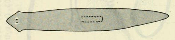 Image de Girardia tigrina (Girard 1850)
