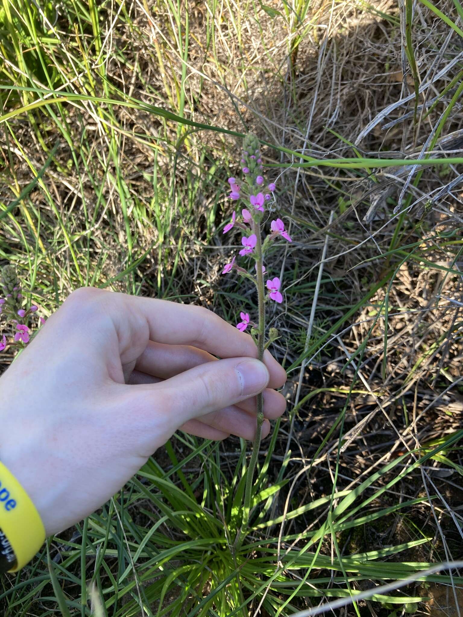 Image de Stylidium elongatum Benth.