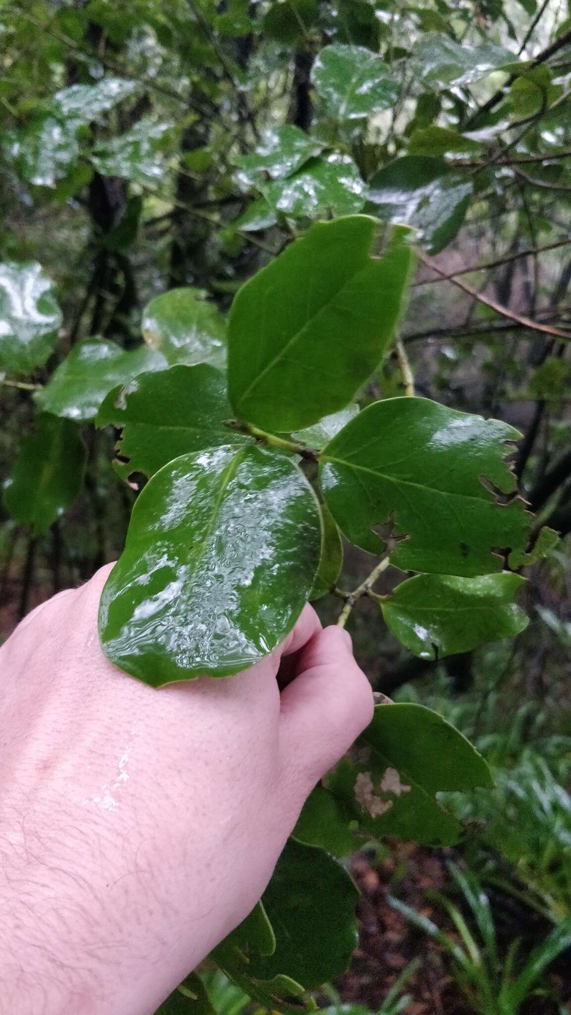 Image of Ilex perado subsp. perado