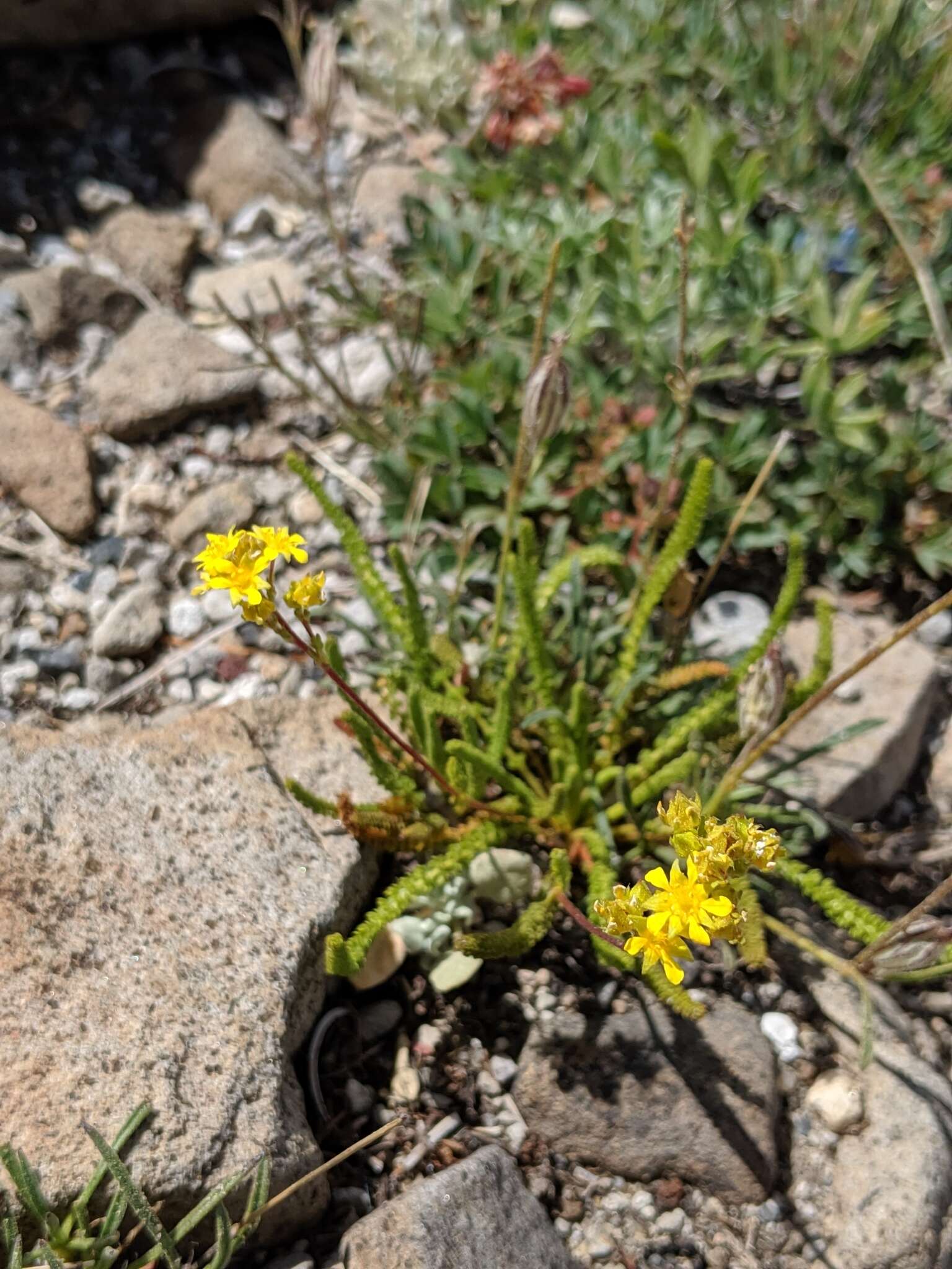 Plancia ëd Ivesia lycopodioides Gray