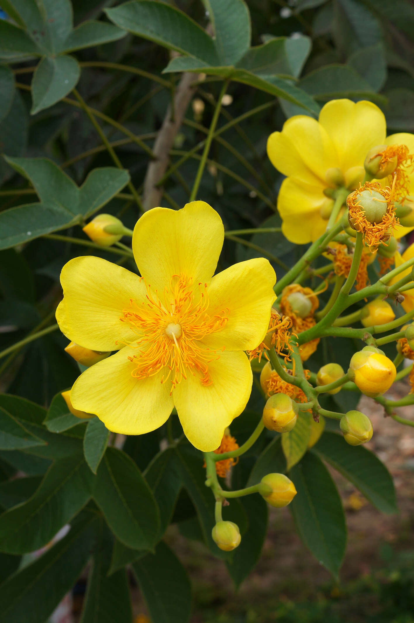 Cochlospermum religiosum (L.) Alston resmi