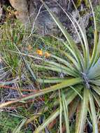 Image of Stenomesson aurantiacum (Kunth) Herb.