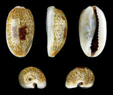 Image of mistaken cowrie