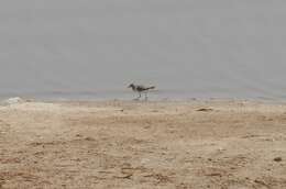 Image of Little Stint