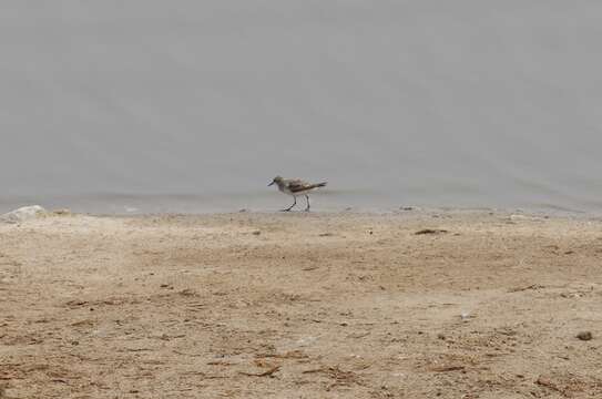 Image of Little Stint