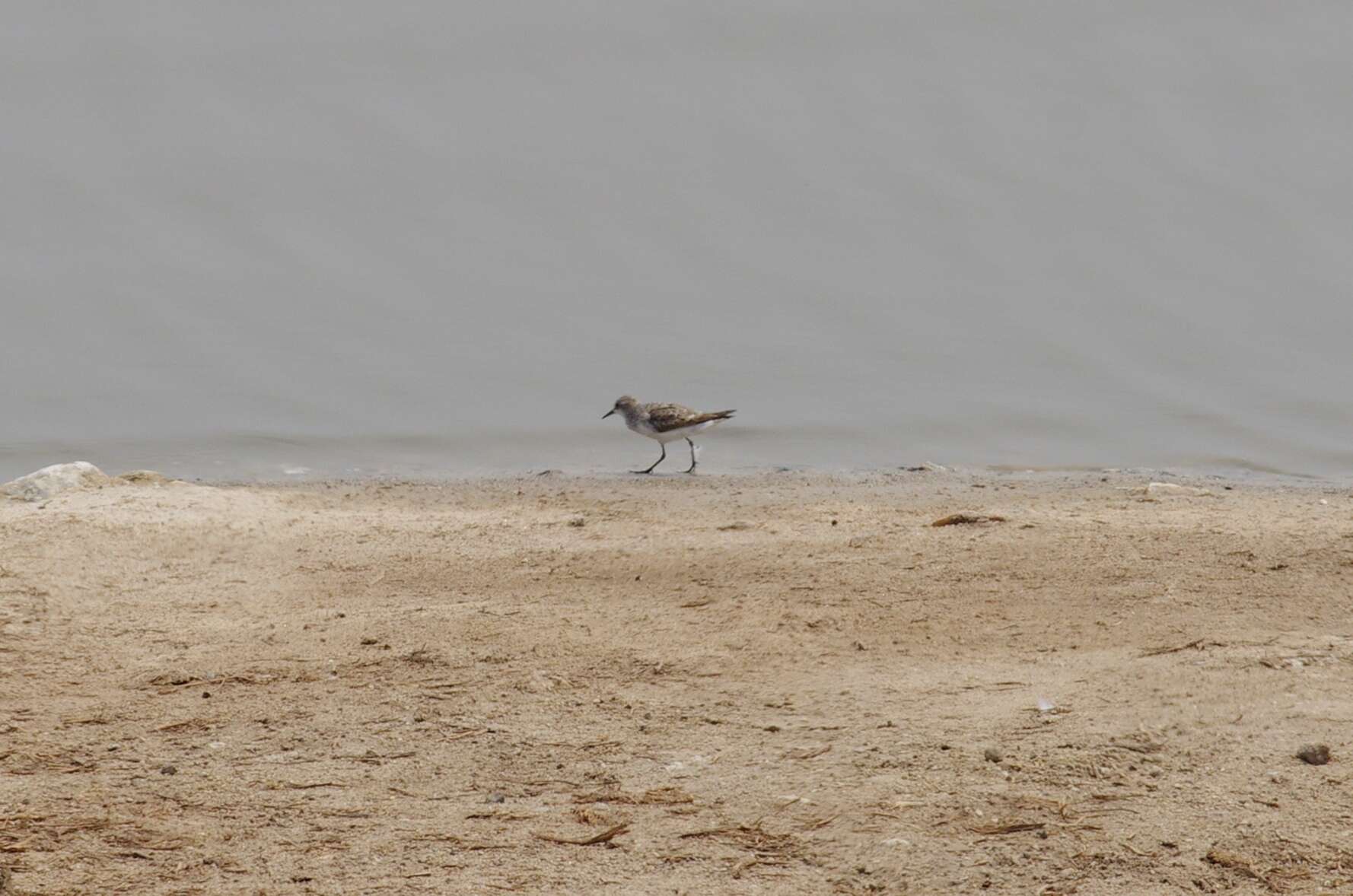 Image of Little Stint