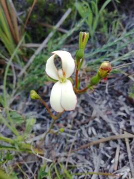 Stylidium schoenoides DC. resmi