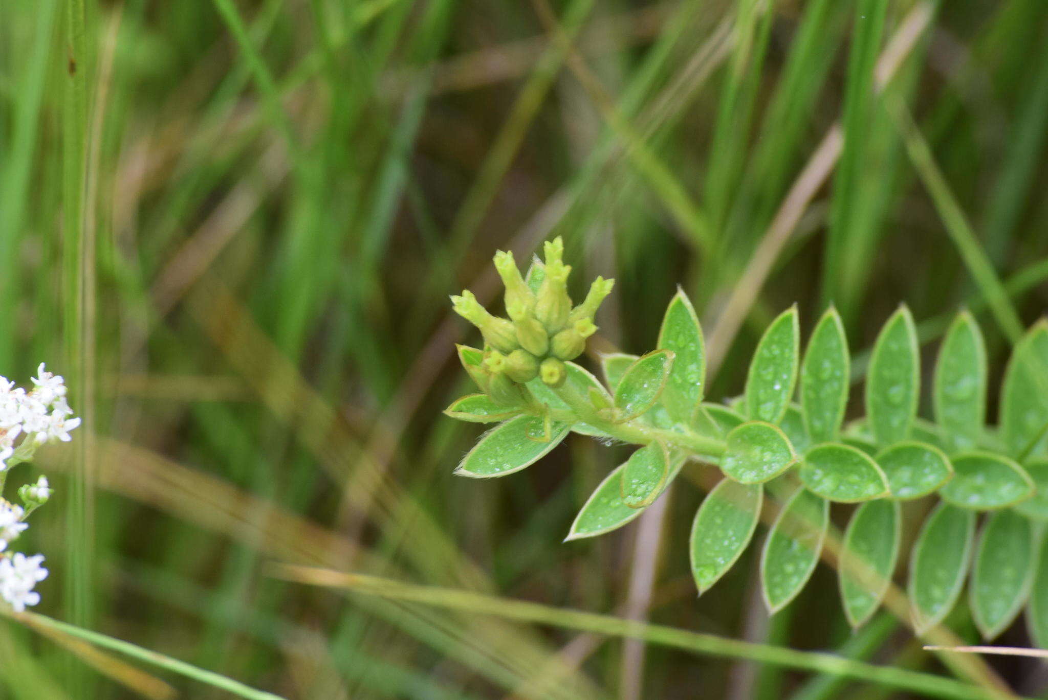 Image of Gnidia phaeotricha Gilg