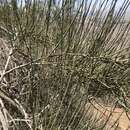 Image de Retanilla ephedra (Vent.) Brongniart