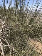 Image de Retanilla ephedra (Vent.) Brongniart