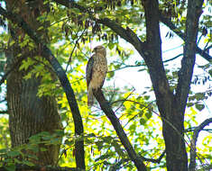 Image of Red-shouldered Hawk