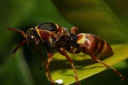 Image of Polistes humilis synoecus de Saussure 1853