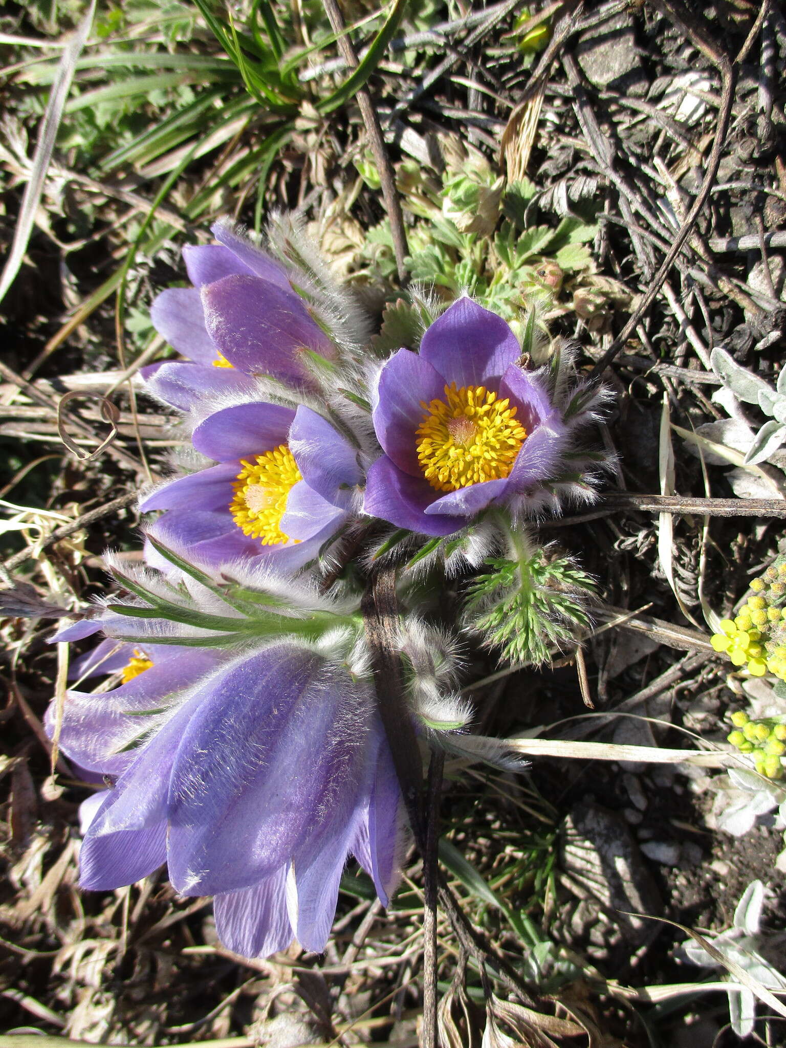 Imagem de Pulsatilla turczaninovii Krylov & Serg.