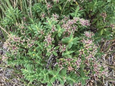 Image of Pimelea gnidia (J. R. & G. Forst.) Willd.