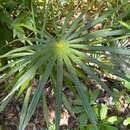 Imagem de Coccothrinax argentea (Lodd. ex Schult. & Schult. fil.) Sarg. ex Becc.