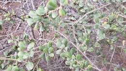 Image of barranca brush