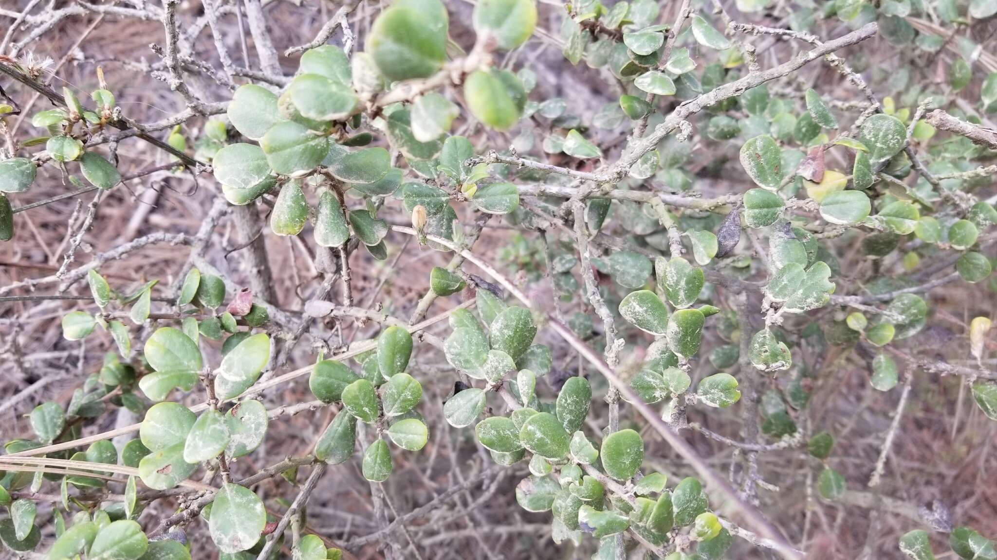 Image of barranca brush