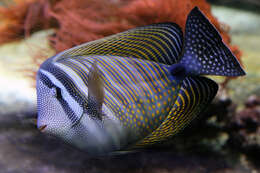 Image of Desjardin's Sailfin Tang