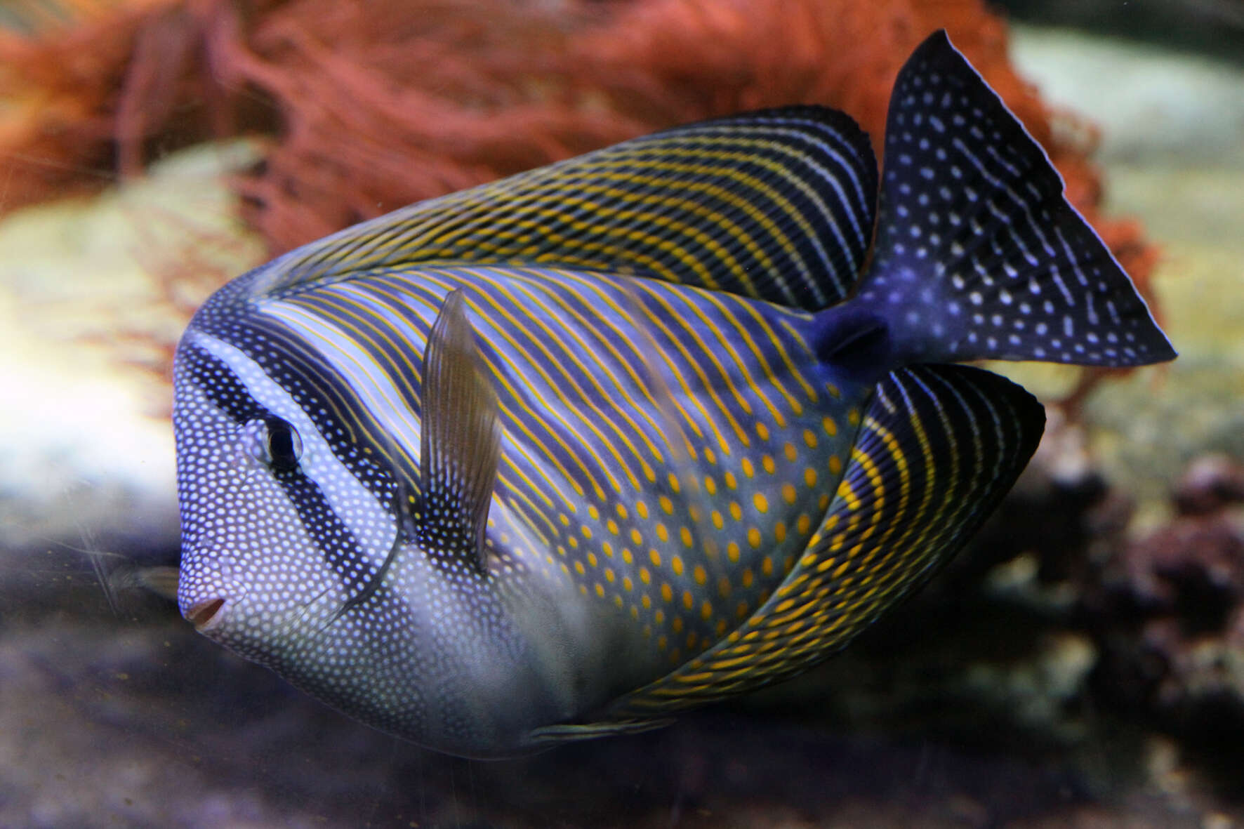 Image of Desjardin's Sailfin Tang