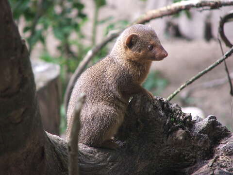 Image of Dwarf mongooses