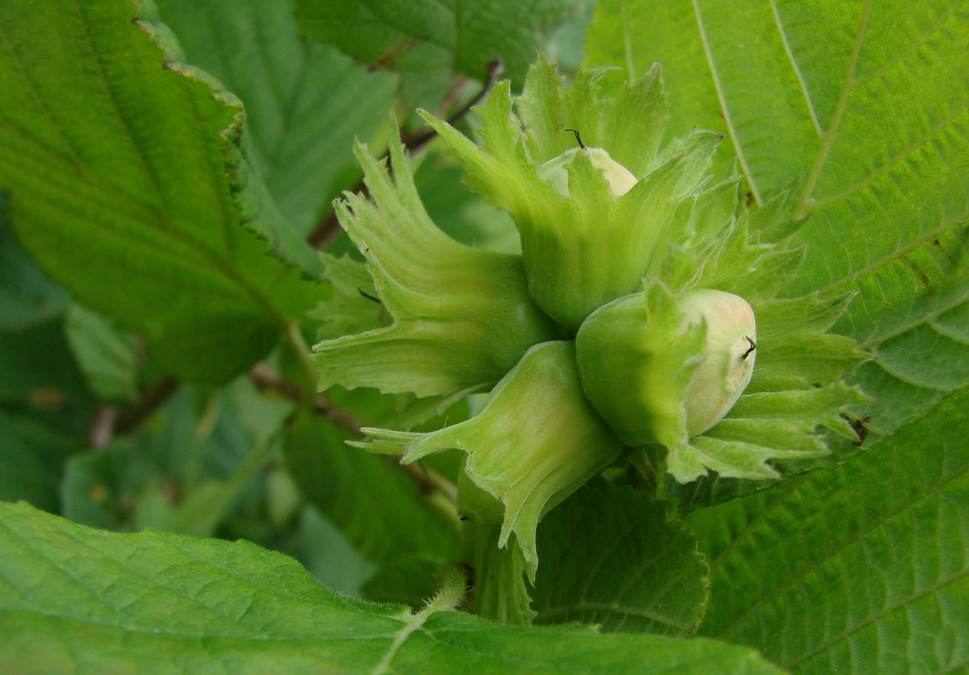 Image of Cobnut