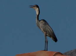 Plancia ëd Ardea melanocephala Children & Vigors 1826