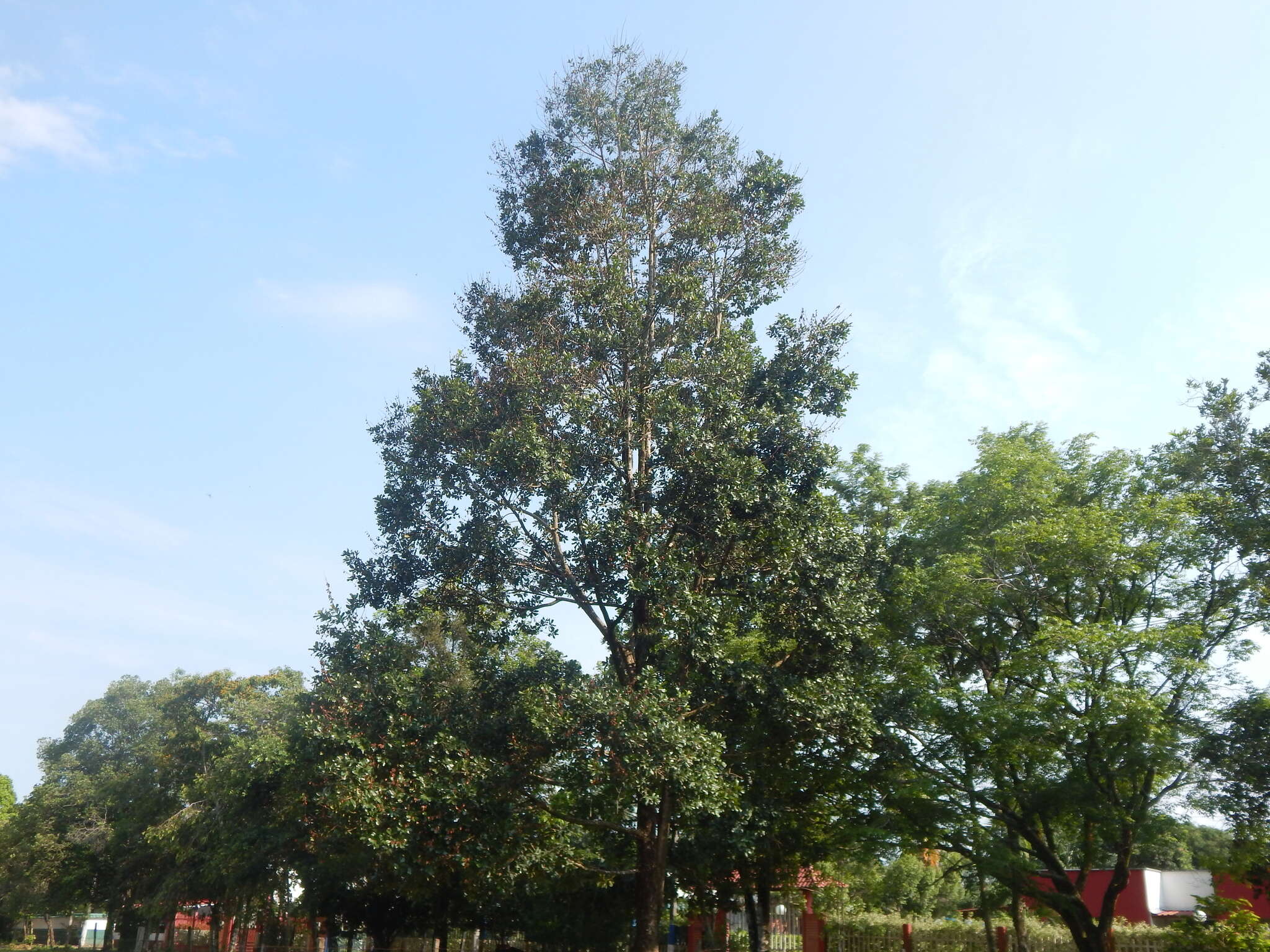 Image of Vochysia lehmannii Hieron.