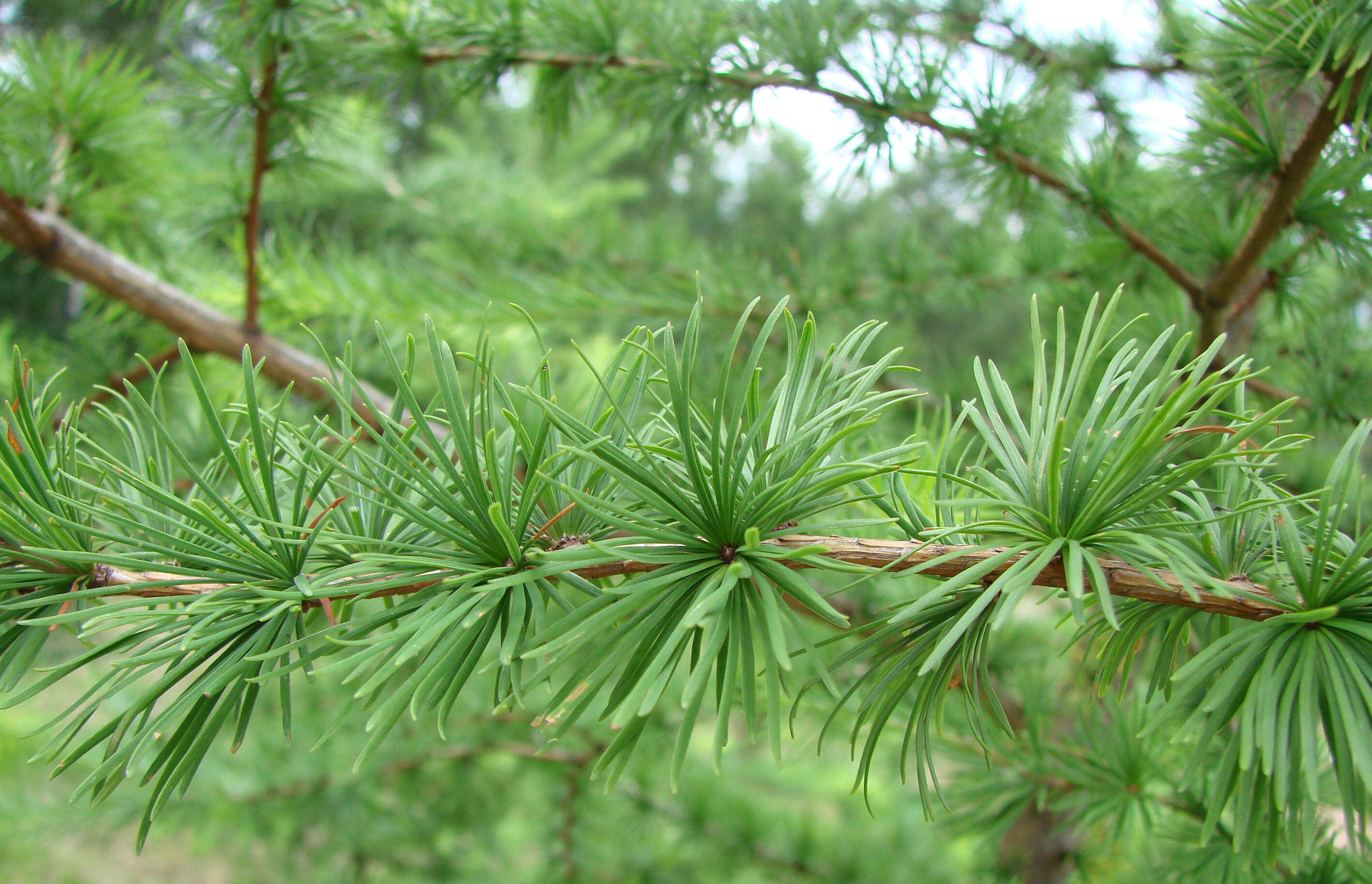 Plancia ëd Larix decidua Mill.