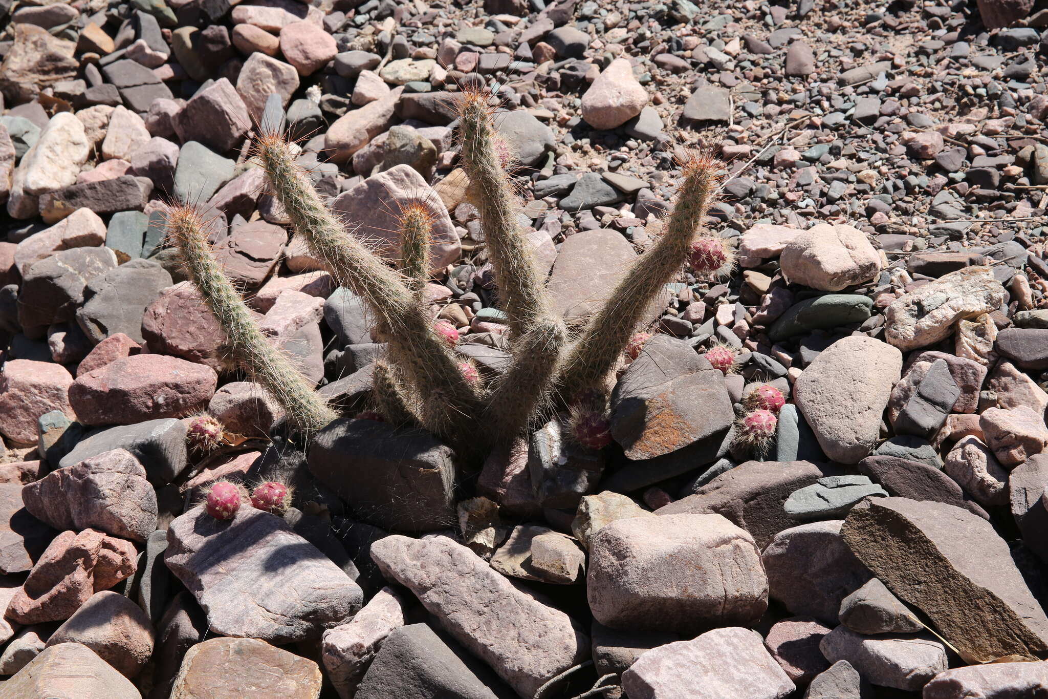 Image of Austrocylindropuntia shaferi (Britton & Rose) Backeb.